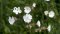 Silene-capensis