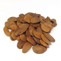 Akuamma (Picralima nitida) - semená