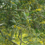 Acacia Confusa - semená