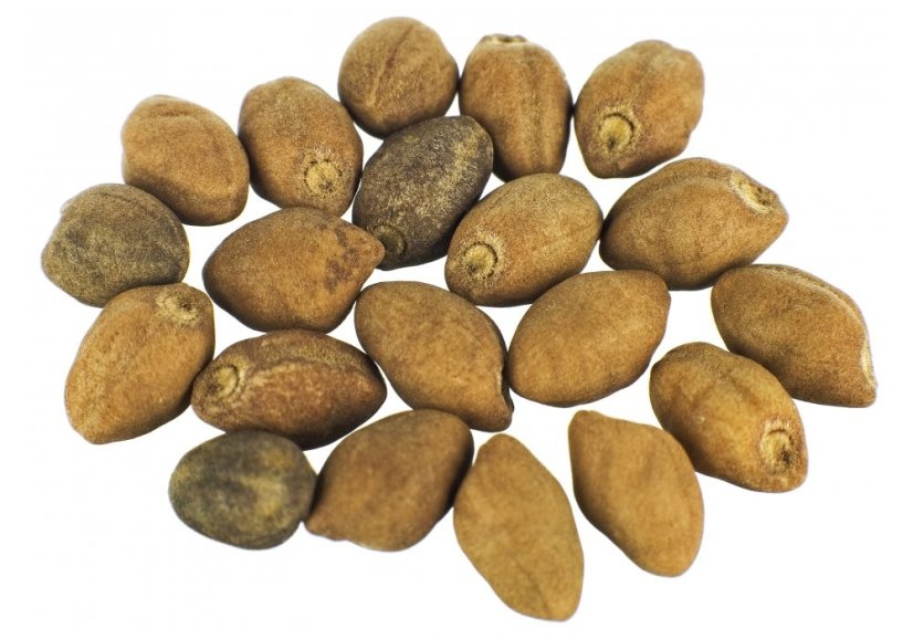 Ololiuhqui, Rivea corymbosa