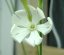 African dream root (Silene capensis) - semená