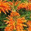 Wild Dagga (Leonotis leonurus) - semená