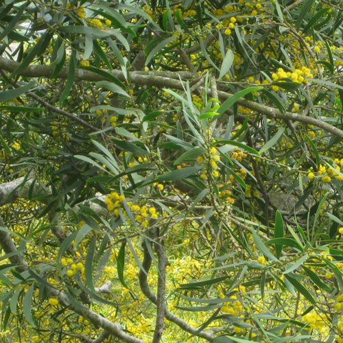 Acacia Confusa - semená