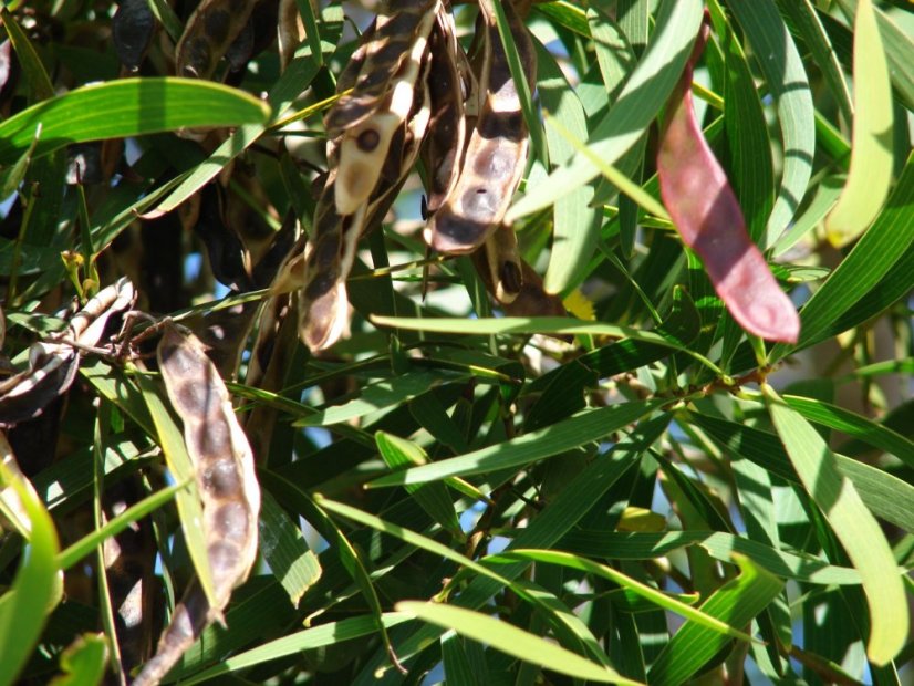 Acacia Confusa - semená