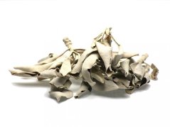 Šalvia biela (Salvia apiana) - voľné listy