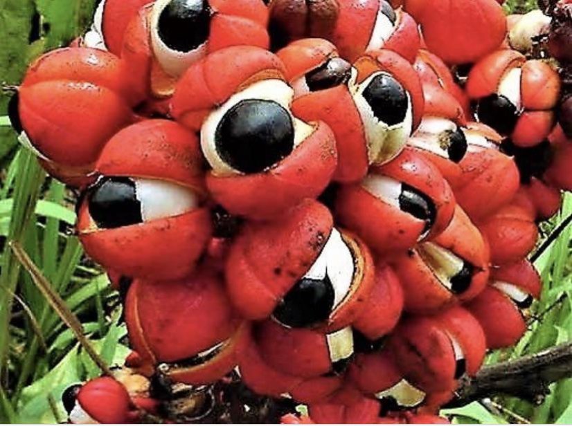 Guarana kapsule - extrakt zo semien s 22% kofeínom