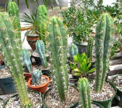 Peruvian torch (Trichocereus peruvianus) - semená