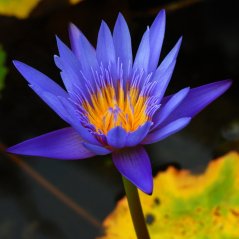 Blue Lotus - celé kvety
