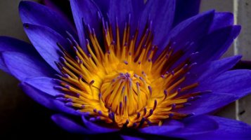 Posvätná rastlina Blue Lotus (Modrý lotus)
