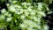 Kanna (Sceletium tortuosum)