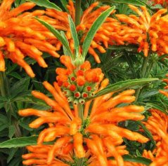 Wild Dagga (Leonotis leonurus) - semená
