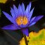 Blue Lotus - celé kvety