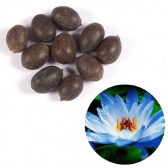 Blue Lotus (Nymphaea caerulea) - semená