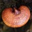 Reishi (Lesklokôrovka lesklá) - kapsule extrakt 30% polysacharidov - Množstvo: 60 kapsúl