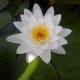 White Lily (Nymphaea alba)