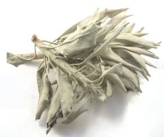 Šalvia biela (Salvia apiana) - voľné listy