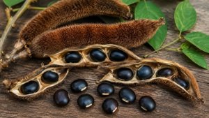 Mucuna Pruriens: Účinky, dávkovanie a benefity zamatovej fazule