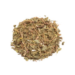 Wild lettuce (Lactuca virosa)
