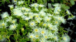 Kanna (Sceletium tortuosum)