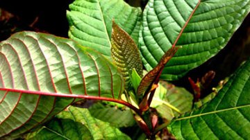 Kratom - Mitragyna speciosa