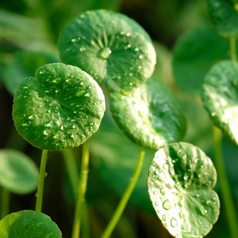 Gotu kola (Pupočník ázijský) - extrakt (20% saponínu)