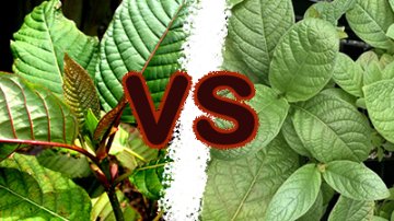 Kra Thum (Mitragyna Hirsuta a Javanica) vs Kratom (Mitragyna Speciosa)