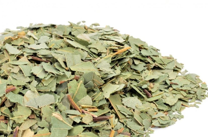 Eukalyptus (Eucalyptus globulus) - drvené listy