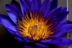 Blue lotus - drť