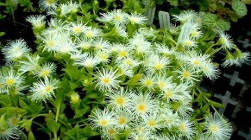 Kanna (Sceletium tortuosum)