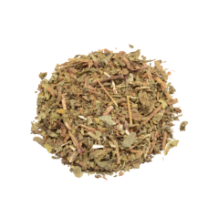 Wild lettuce (Lactuca virosa)
