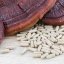 Reishi (Lesklokôrovka lesklá) - kapsule extrakt 30% polysacharidov - Množstvo: 60 kapsúl