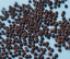 African dream root (Silene capensis) - semená
