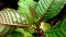 Kratom - Mitragyna speciosa