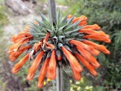 Klip Dagga (Leonotis nepetifolia) - semená