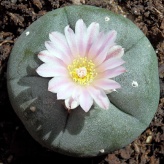 Peyote (Lophophora williamsii)
