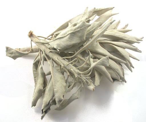 Šalvia biela (Salvia apiana) - voľné listy