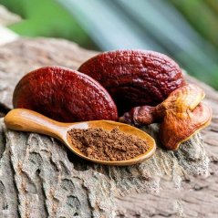 Reishi (Lesklokôrovka lesklá) - extrakt 30% polysacharidov