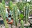 Peruvian torch (Trichocereus peruvianus) - semená Peruvian torch (Trichocereus peruvianus) - semená