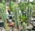 Peruvian torch (Trichocereus peruvianus) - semená