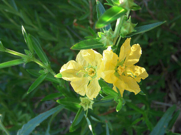 Sinicuichi (Heimia salicifolia) - Váha: 25 g