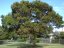 Acacia Confusa - semená