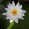 White Lily (Nymphaea alba)
