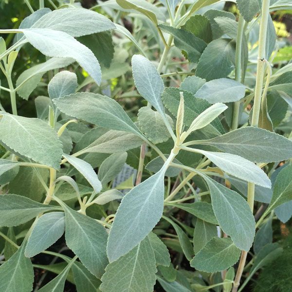 White sage (Salvia apiana) - semená