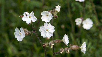 Silene-capensis