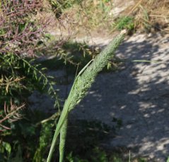 Phalaris aquatica - semená