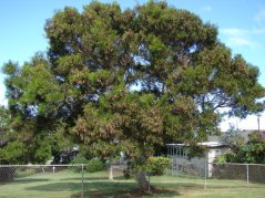Acacia Confusa - semená